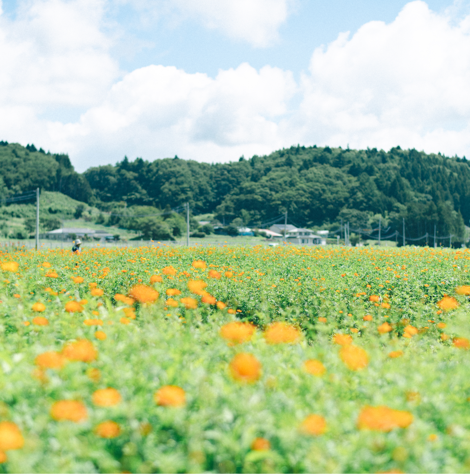 飯舘村