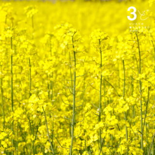 福島県飯舘村　菜の花　飯舘村の風景