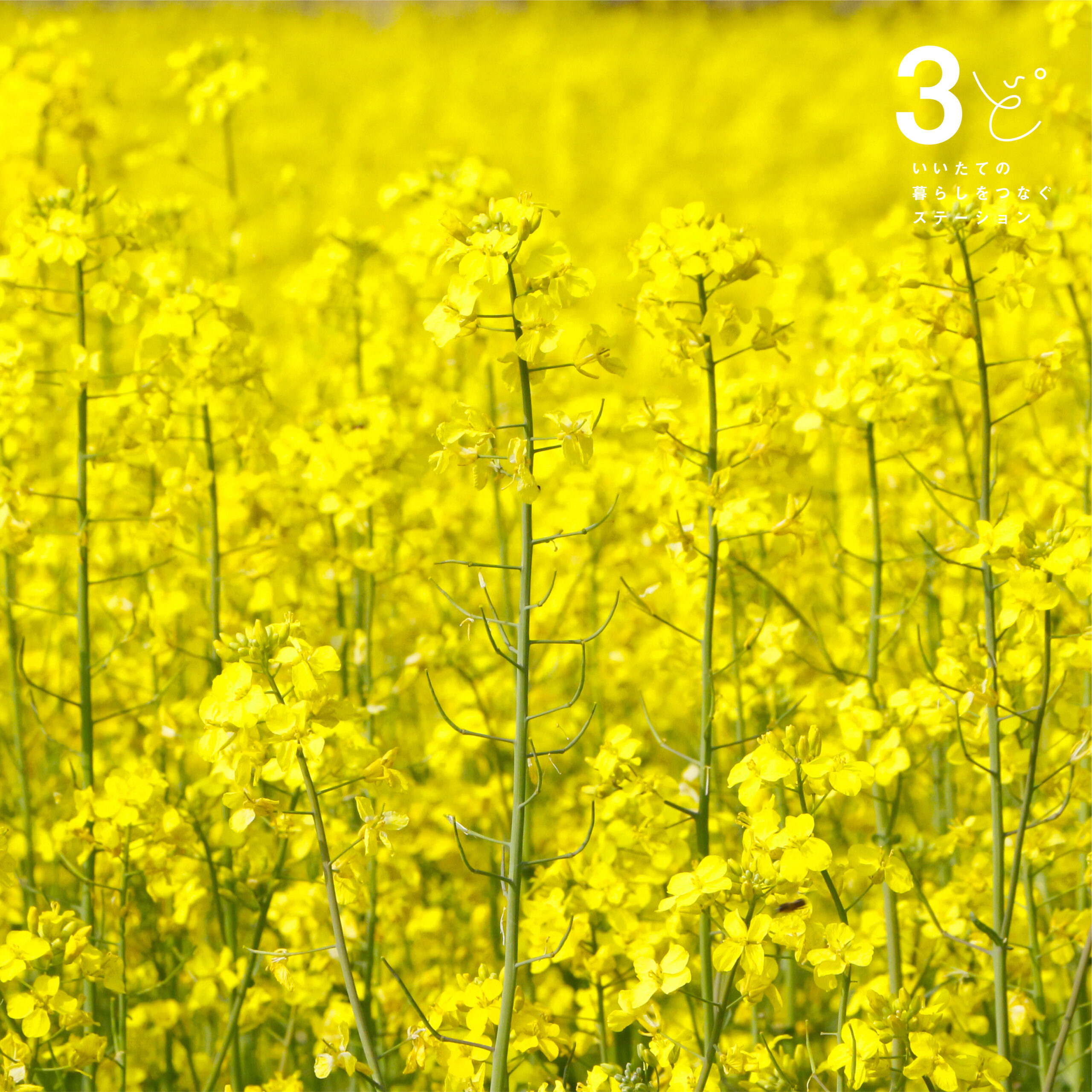 福島県飯舘村　菜の花　飯舘村の風景